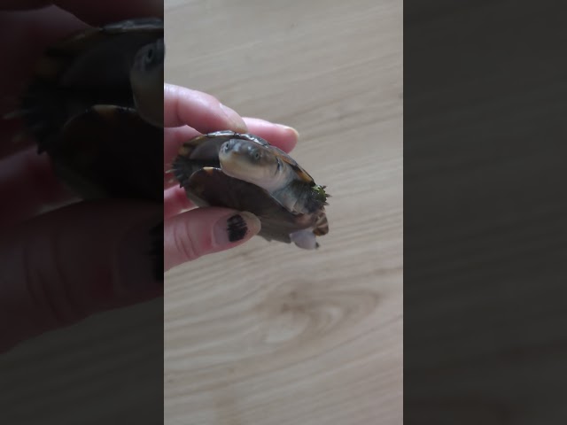 Blauäugige Schildkröte 💛 | 🐍 Viking Reptiles #shorts