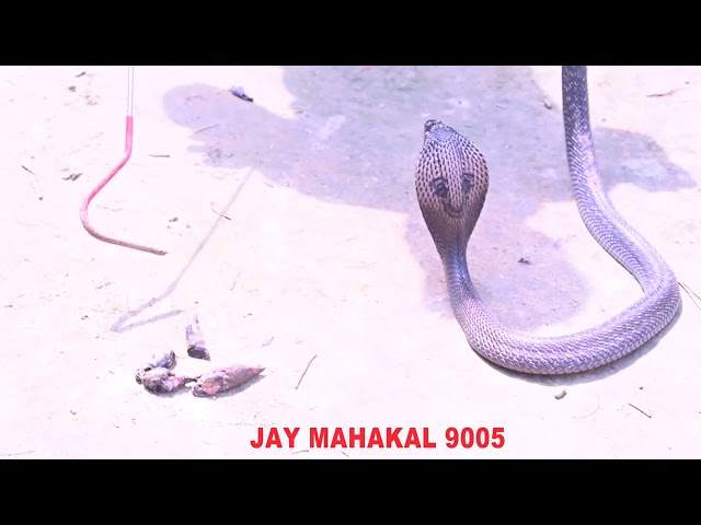 हो जाता हमला लोग थे जागरूक हमला करने की प्रयास में था रात का निशाचर