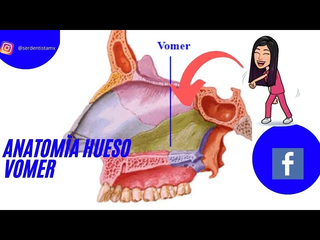 VOMER BONE DESCRIPTIVE ANATOMY WITH OUR LORD ROUVIÈRE