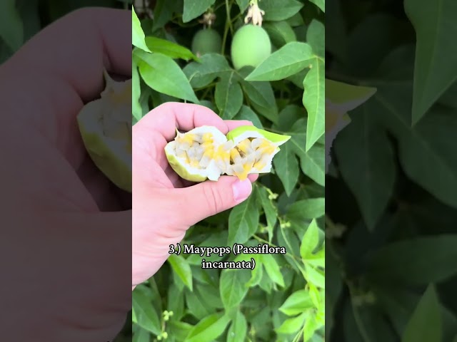 Top 5 Fruit Trees To Grow In Zones 5,6,7, and 8!