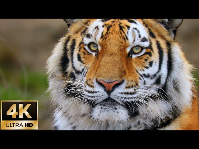 Siberian Tiger Moments for Relaxation / 4K Animal Nature Footage