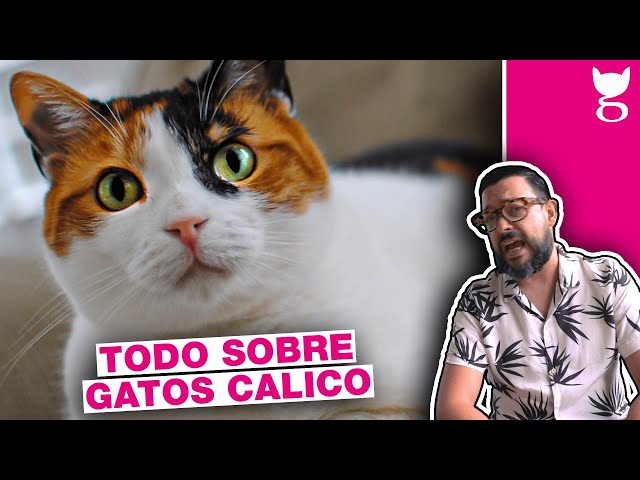 NO TENGAS UN GATO CALICO SIN VER ESTO ANTES 😺 LA GATERÍA TV