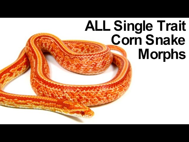 All Corn Snake Morphs