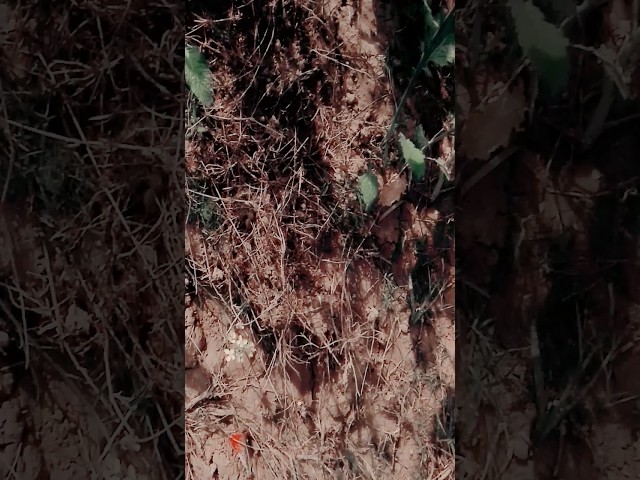 Court kachhari bad Mein 108 club ke Java Sanjay Yaduvanshi