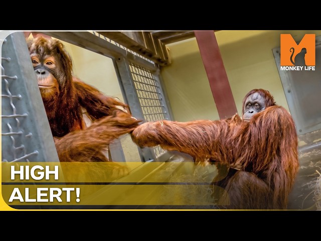 Introducing a Rescued Orangutan to a Massive Male | Monkey Life Season 16 Episode 11