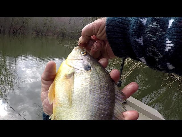BIG SHELLCRACKER!!! Redear Sunfish Fishing With 1 lb Line and Worms