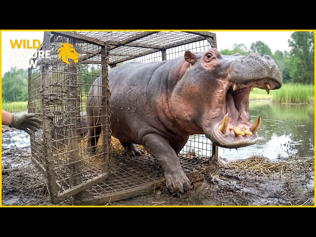 Watch These Animals Being Freed for the First Time | Animal Rescue #36