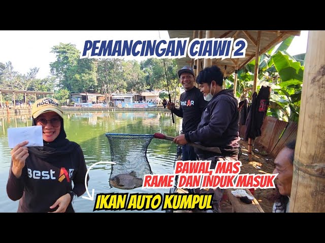 Ikan Auto Kumpul‼️Umpan Pengunci Ikan di Lapak | Mancing di Pemancingan Ciawi Fishing 2