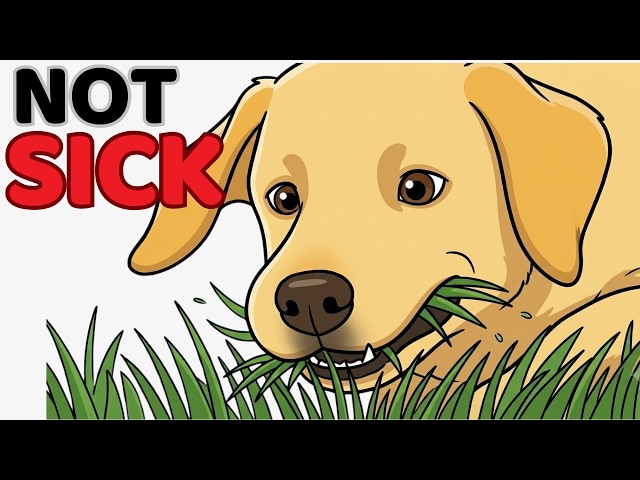 Why Dogs Eat Grass: The Real Reason (Science Explained)