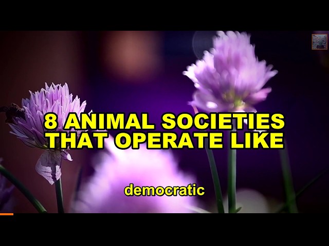 8 Animal Societies That Operate Like Civilisations