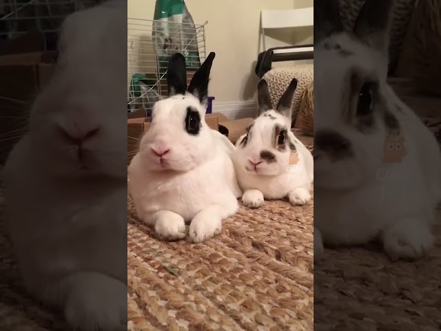 Try not to laugh! 😂 #funny #animalvideos #cute