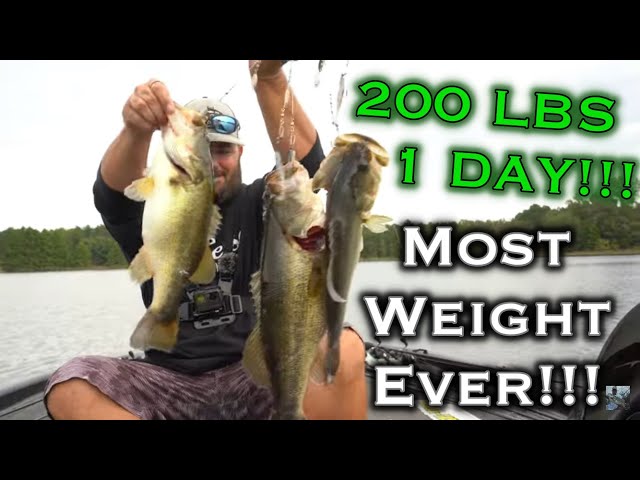Over 200 Pounds In One Day: Most Total Largemouth Bass Weight Ever Caught On Camera!