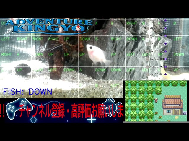 【ポケモンエメラルド】金魚がゲームをプレイ!? 🐟 視聴者コメントで動く参加型ライブ配信 〜Adventure Kingyo〜 パート15 2026-01-13