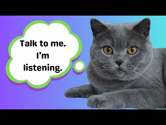 What Do Cats Really Think When We Talk To Them? | Feline Behavior Explained