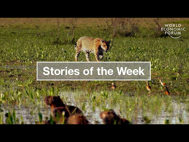 Jaguar Conservation & How Quantum Computing Impacts Data Security | WEF | Stories of the Week