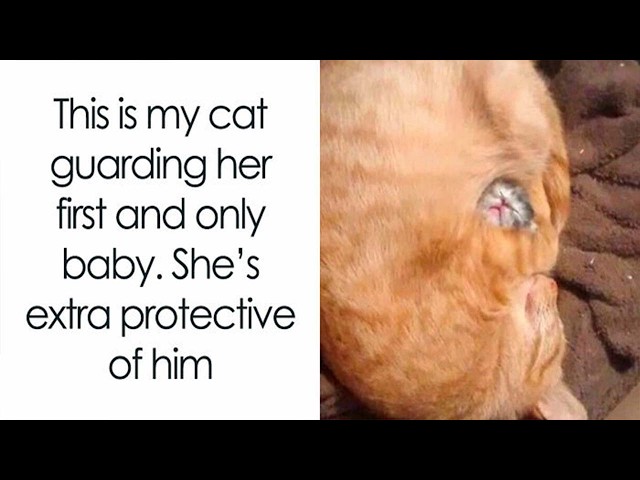 Funny Animal Memes That Might Melt Your Heart And Make You Laugh