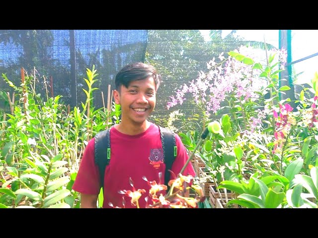Orchid Fertilizer, Fertilizing Method at Mas Eko's Garden in Blitar, East Java, Indonesia, Orchid...