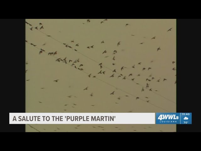 WWL Throwback: A Salute to the 'Purple Martin' with the late Ronnie Virgets