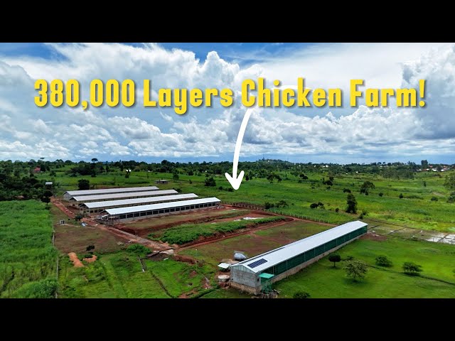Touring A 380,000 Layer Poultry Farm | 350,000 Eggs Per Day on Only 10 Acres