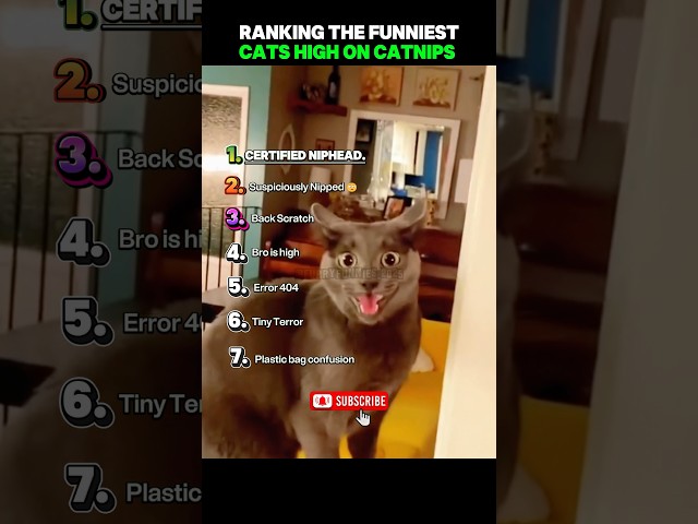 Ranking the Funniest Cats high on Catnip! 🤣😹 #catshorts #funny #shorts