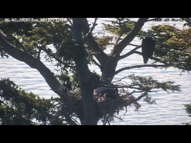 Hancock Wildlife Foundation Live Stream