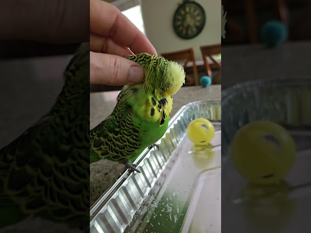 Molting is not fun  #Molting #pinfeathers #feathers  #parrot 
