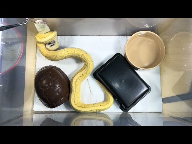 DRAKKON | Banana Pinstripe Royal / Ball Python | #feeding #highlights 🍌🎬 (10.03.26)