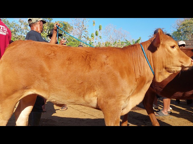 SUPER HEIFER PROSPECTS BECOMING SCARCE‼️ PURWANTORO CATTLE MARKET