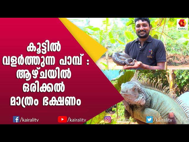 അമേരിക്കയിൽ നിന്നും import ചെയ്ത പാമ്പ് | Pets | Ball Python | Iguana | Kairali Tv
