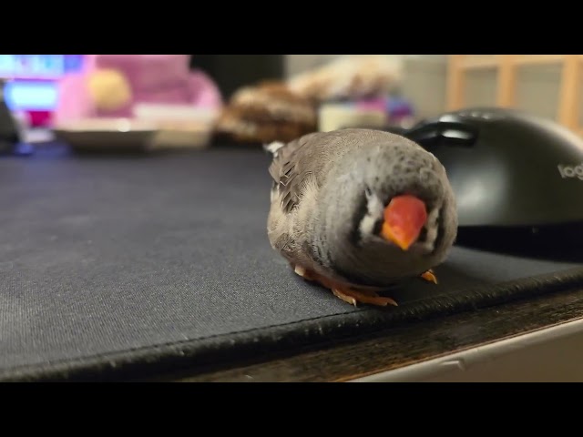 zebra finch on the prowl