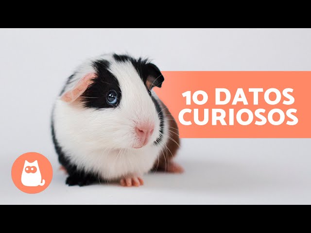 10 FUN FACTS about GUINEA PIGS 🐹 You'll be surprised!
