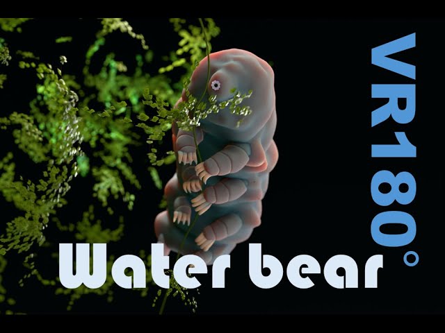 酔わないVR180°　Stereoscopic 3D　Blender CG Water Bear！眼の前の立体的なクマムシをじっくり見てみよう。