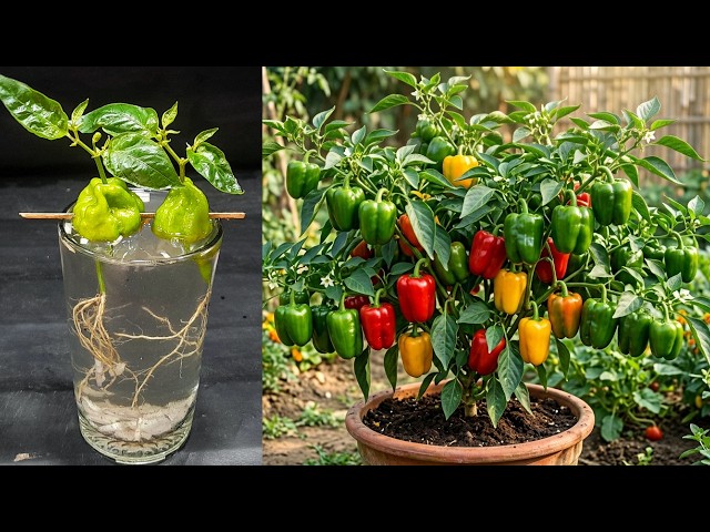 How To Propagate Capsicum Chilli Peppers🌶 With Best Rooting Hormone In Water