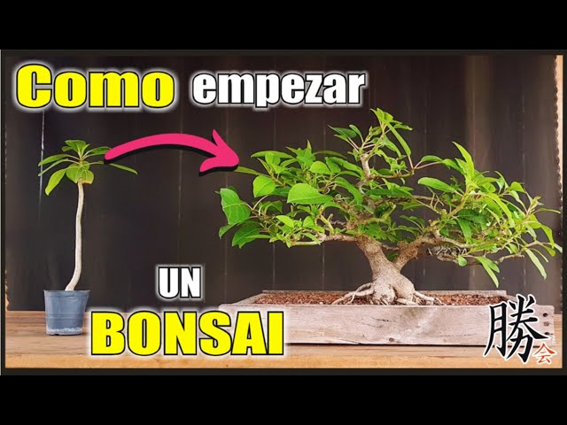⚠ HOW TO MAKE AN OMBU BONSAI ⚠