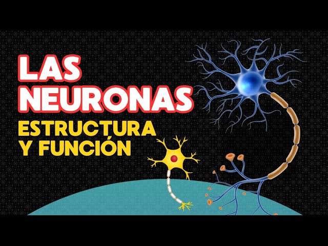 Las Neuronas - Estructura y función [Video educativo para niños]