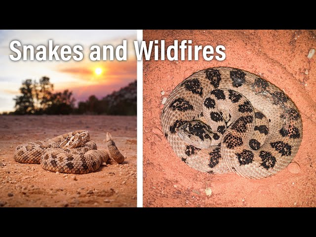 Snakes and Wildfires in Utah