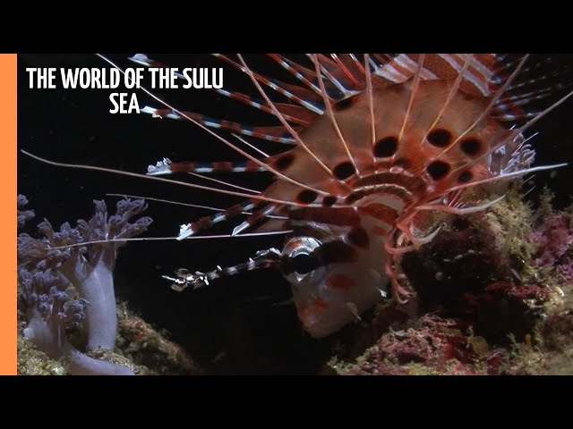 Indo-Pacific: The world of the Sulu Sea | Full Documentary