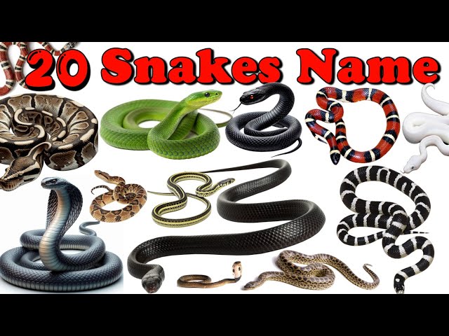 20 Snakes Names in English and Hindi | Snake Names for Kids | सांपों के नाम | Learn Snakes Names