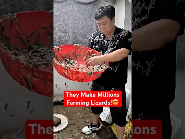 People In China Are Becoming Rich Farming Lizards!