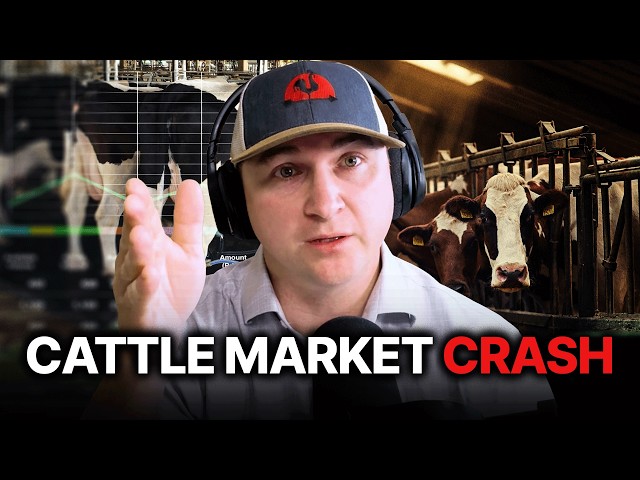 The 2026 Cattle Market Crash