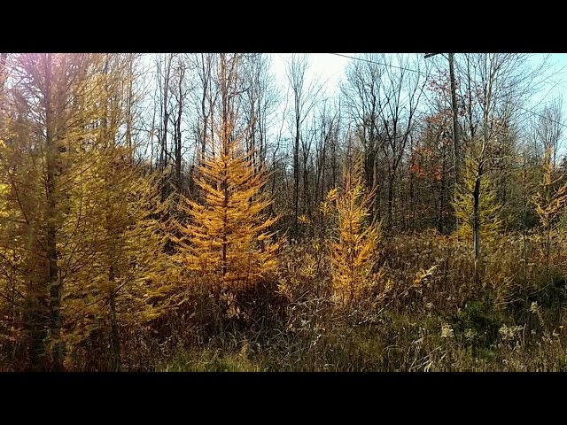 TAMARACK: A UNIQUE TREE!