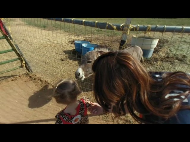 Pumpkin patch 6
