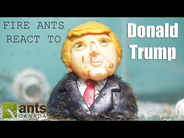 Fire Ants React to Donald Trump (Time Lapse)