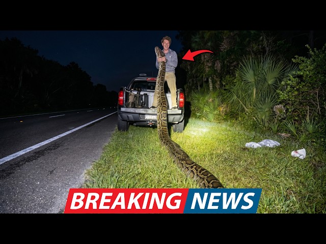 Florida Python Hunter Captured A 500lb Giant - Then One Detail Made Even Experts Fear The Everglades