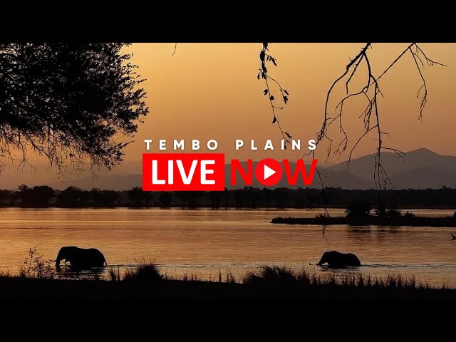 LIVE from the Zambezi River | Tembo Plains Safari Cam