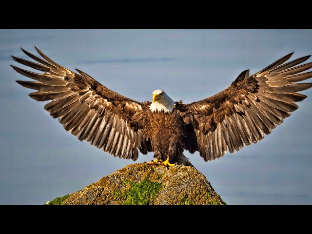 Hancock Wildlife Foundation Live Stream