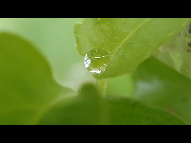 Beautiful morning dew