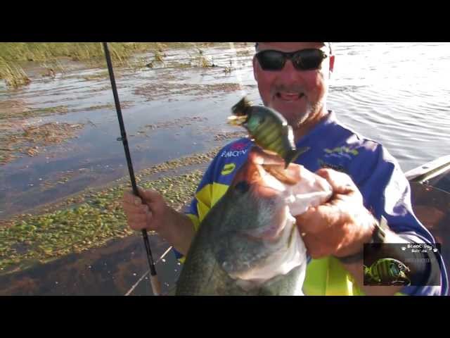 How Fish the Shell Cracker G2 by Black Dog Baits