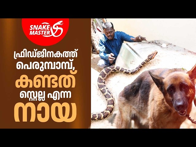 ഫ്രിഡ്ജിനകത്ത് പെരുമ്പാമ്പ് | Snakemaster EP 1177 | Vava Suresh