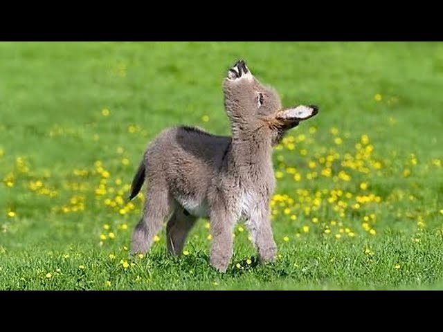 Animals Are The Cutest in the World 🤣 Funny Animals Videos 2025